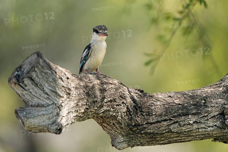 Striped fleece, South Africa, Limpopo, Africa
