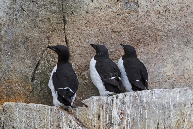 Three thick-billed murres, Bruennich's guillemots (Uria lomvia) on rock ledge in sea cliff at seabird colony, Alkefjellet on Svalbard, Spitsbergen