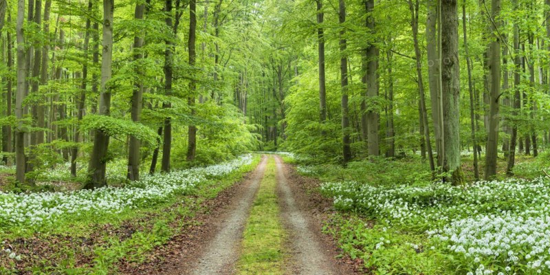 Panorama, hiking trail through the ramson (Allium ursinum) in the beech forest, Hainich National Park, Bad Langensalza, Thuringia, Germany, Europe