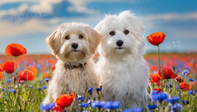 KI generated, animal, animals, mammal, mammals, Maltipoo (Canis lupus familiaris), dog, dogs, bitch, cross between poodle and Maltese, miniature poodle, small poodle, flower meadow, two, pair