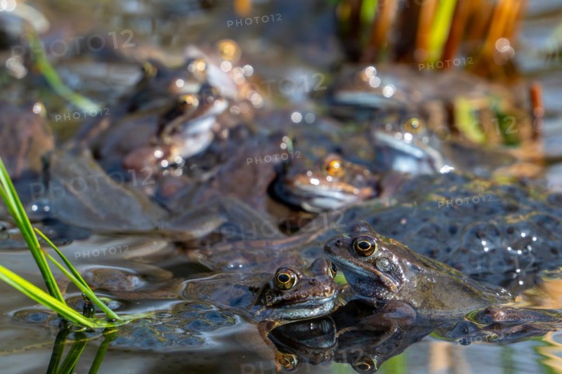 European common frogs, brown frogs, grass frog group (Rana temporaria) on eggs, frogspawn in pond during the spawning, breeding season in spring