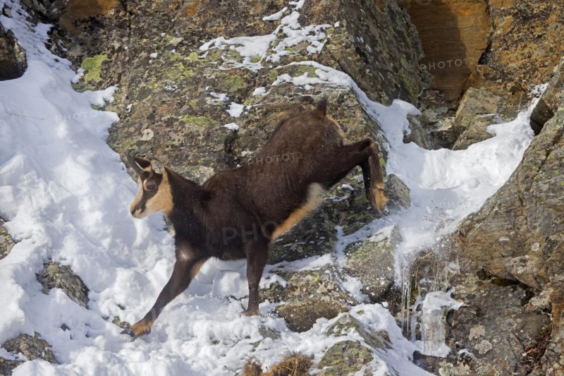 Alpine chamois (Rupicapra rupicapra) fleeing male in dark winter coat descending steep gully in snowy rock face in the mountains of the European Alps