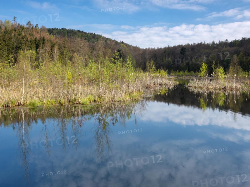 Lake Albertsee in the morning light, swampy sinkhole lake with floating islands in Frauenseer Forst, Marksuhl, Thuringia, Germany, Europe