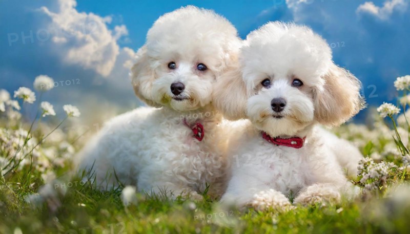 AI generated, animals, mammals, dog, domestic dogs (Canis lupus familiaris), white, white