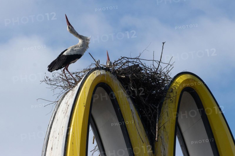 White stork two adult birds with stretched neck next to and in nest on Mc Donald's symbol standing and sitting looking up in front of blue sky with white clouds