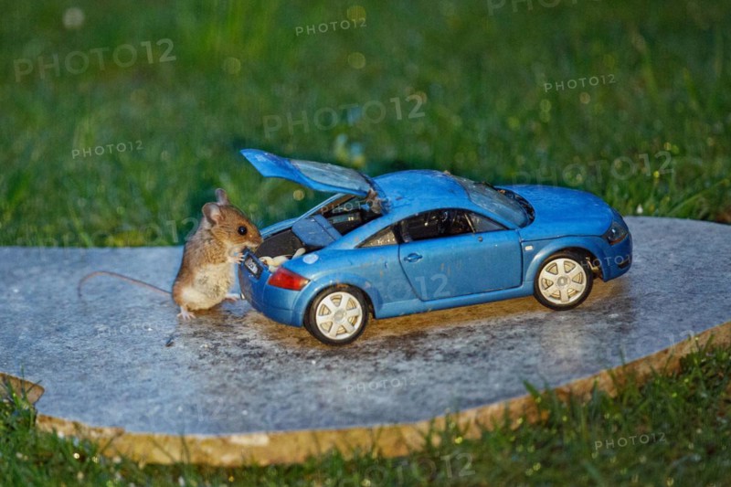 Wood mouse standing next to blue Audi TT model car with open boot and food on stone slab in green grass, looking right