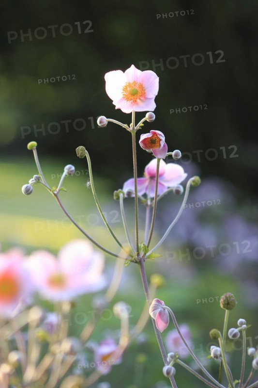 Chinese anemone (Anemone hupehensis), North Rhine-Westphalia, Germany, Europe