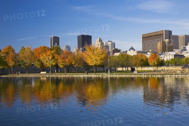 Row of Acer, Maple trees with orange and yellow leaves and Montreal skyline with Aldred, Place Ville Marie and Courthouse buildings taken from Bonsecours basin in autumn, Quebec, Canada, North America