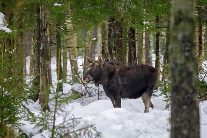 Moose, elk (Alces alces) young bull with small antlers foraging in coniferous forest in the snow in winter, Sweden, Europe