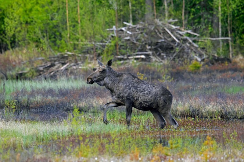Moulting moose, elk (Alces alces) young bull with antlers covered in velvet foraging in front of beaver's lodge in swamp, marsh in spring, Sweden, Europe