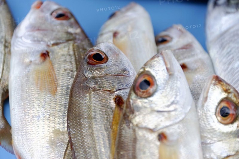Various Mediterranean fish, Fish market at the old harbour, Vieux Port, Marseille, A school of fish stands upright with visible details such as eyes and shiny silver scales, Marseille, Departement Bouches-du-Rhone, Provence-Alpes-Cote d'Azur region, France, Europe