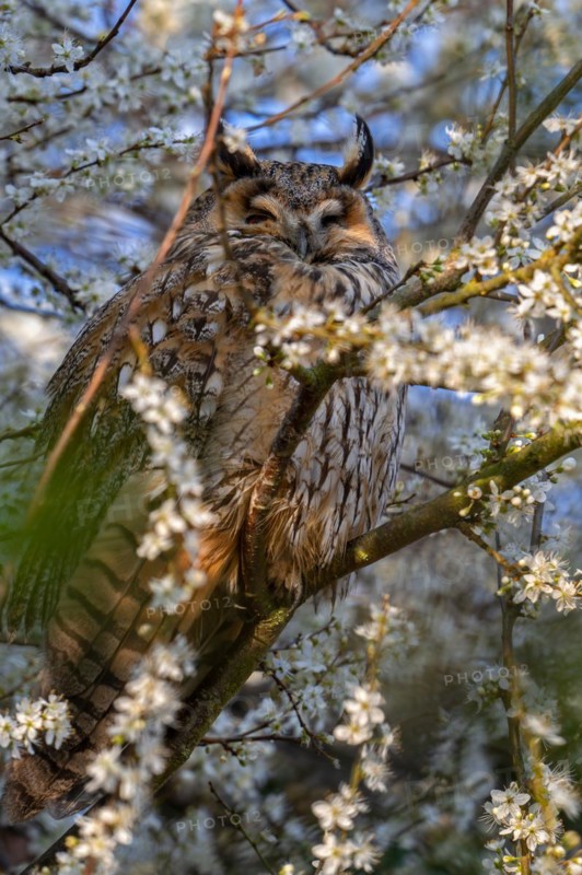 Long-eared owl (Asio otus) roosting in flowering plum tree in early spring