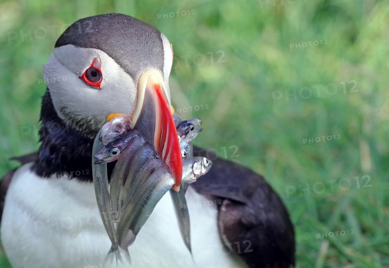 Puffin with sand eels in its beak, Borgafjoerdur Eystri, Iceland, Europe