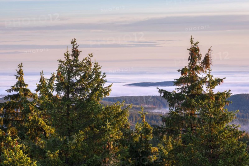 Morning atmosphere with morning light and morning fog on the Schneekopf in the Thuringian Forest, view over endless forests, above the clouds, Gehlberg, Thuringia, Germany, Europe