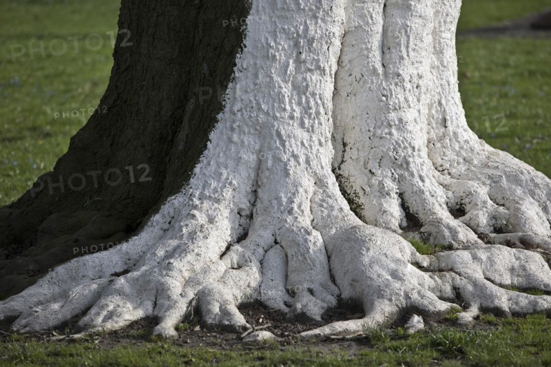Tree with white colour as protection against extreme temperature fluctuations caused by solar radiation and frost, Wuppertal, North Rhine-Westphalia, Germany, Europe