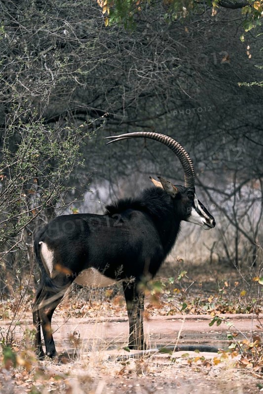 Sable antelope, South Africa, Africa