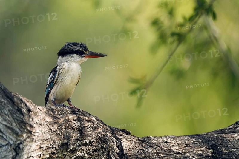 Striped fleece, South Africa, Limpopo, Africa