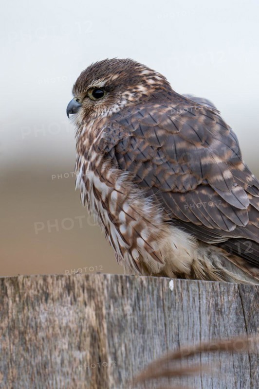 Eurasian merlin (Falco columbarius aesalon) female perched on wooden fence post along wetland in late winter