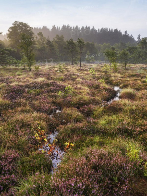 Black moor in the morning light, heather in bloom, Rhoen Biosphere Reserve, Bischofsheim in der Rhoen, Lower Franconia, Rhoen, Bavarian Rhoen, Bavaria, Germany, Europe