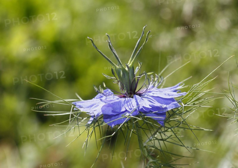 Genuine black cumin (Nigella sativa), North Rhine-Westphalia, Germany, Europe