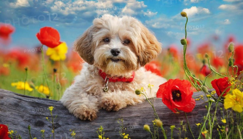 KI generated, animal, animals, mammal, mammals, Maltipoo (Canis lupus familiaris), dog, dogs, bitch, cross between poodle and Maltese, dwarf poodle, small poodle, flower meadow, tree trunk, small puppy lying on tree trunk, flowers