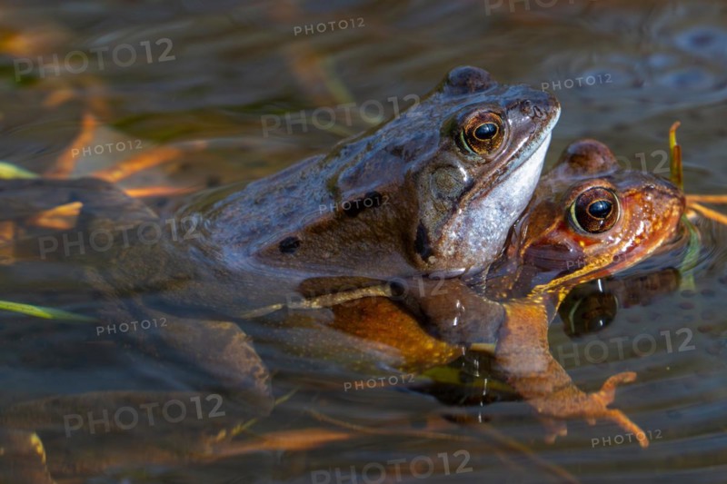 European common frog pair, brown frog, grass frog (Rana temporaria) male and female in amplexus in pond during spawning, breeding season in spring