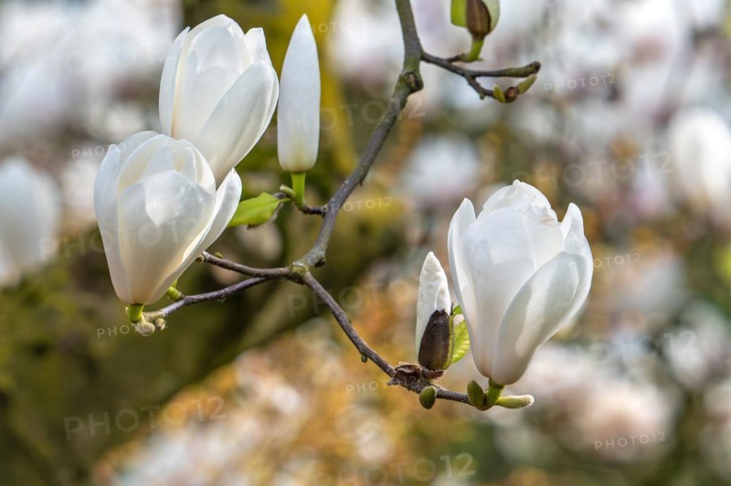 Blooming magnolia showing buds and white flowers in spring