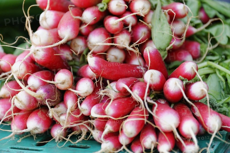 Marseille market, Fresh red radishes bundled for sale at a market, Marseille, Departement Bouches-du-Rhone, Region Provence-Alpes-Cote d'Azur, France, Europe