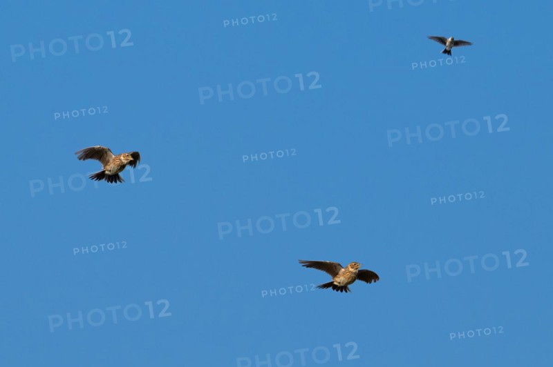 Three Eurasian skylarks (Alauda arvensis) calling in flight against blue sky in spring. Digital composite