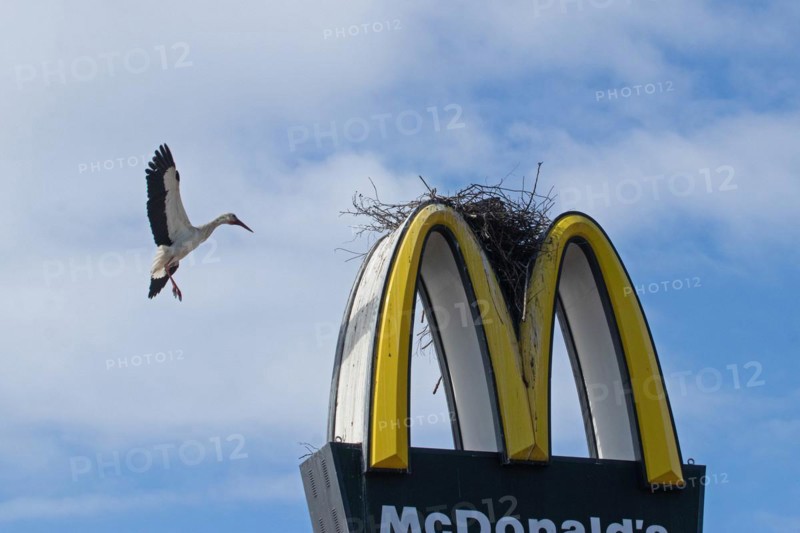 White stork with open wings flying to nest on Mc Donald's symbol looking right in front of blue sky with white clouds