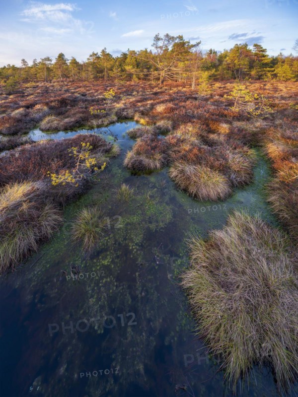Black moor in the evening light, Rhoen Biosphere Reserve, Bischofsheim in der Rhoen, Lower Franconia, Rhoen, Bavarian Rhoen, Bavaria, Germany, Europe