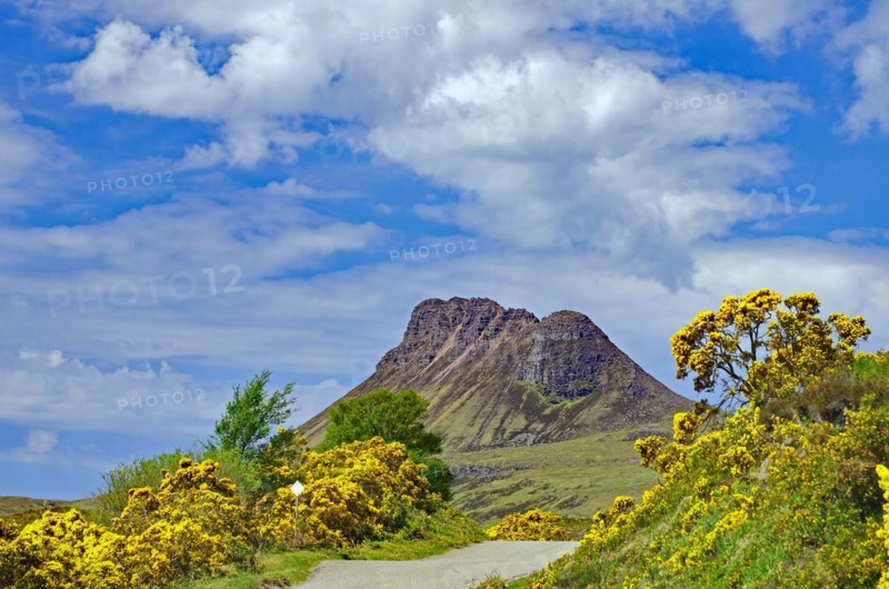 Flowering gorse in intense colours in front of a high mountain, spring, Mad men road, Highlands, Ullapool, Scotland, UK