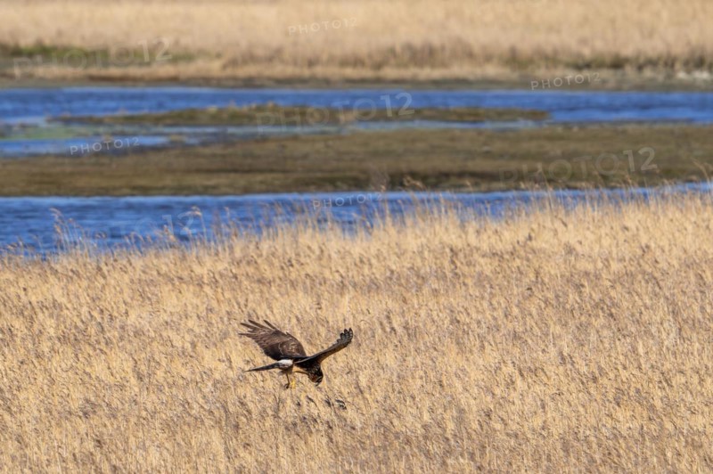 Hen harrier (Circus cyaneus) female flying over reed bed, reedbed while hunting for small birds in winter