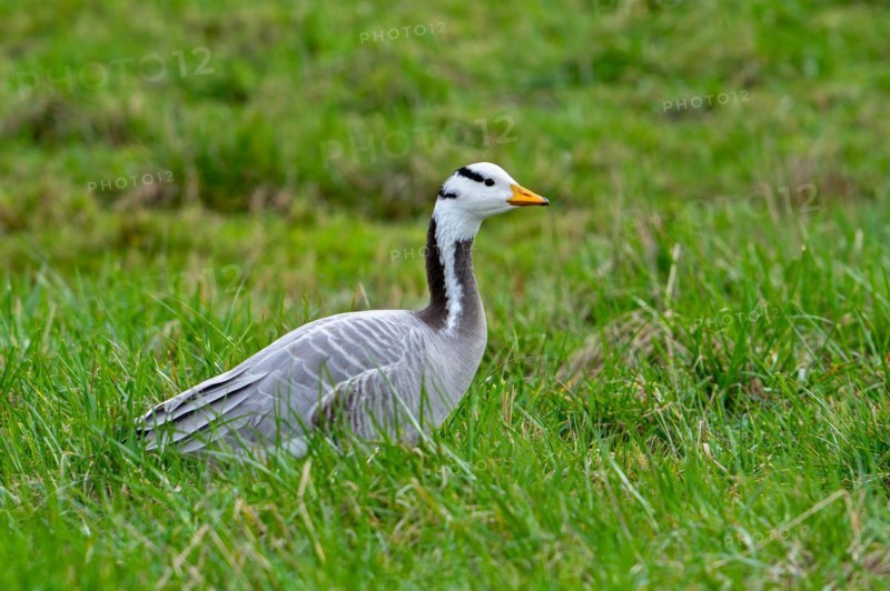 Bar-headed goose (Anser indicus) foraging in grassland, exotic species native to Central Asia