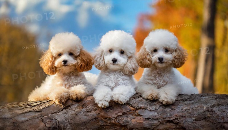 AI generated, animals, mammals, dog, domestic dogs (Canis lupus familiaris), three animals, puppies
