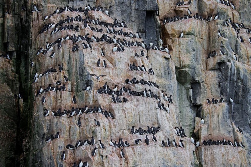 Thick-billed murres, Bruennich's guillemots (Uria lomvia) nesting on rock ledges in sea cliff at breeding colony, Alkefjellet, Svalbard, Spitsbergen