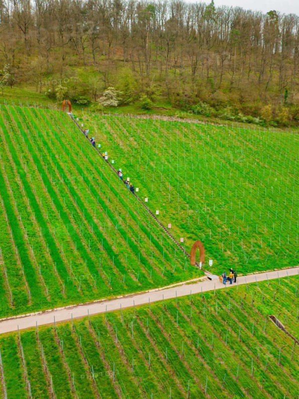 People walking between the rows of a vineyard in a rural setting, Jesus Grace Chruch, Weitblickweg, Easter hike, Hohenhaslach, Germany, Europe
