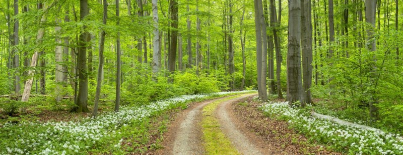 Panorama, hiking trail through the ramson (Allium ursinum) in the beech forest, Hainich National Park, Bad Langensalza, Thuringia, Germany, Europe