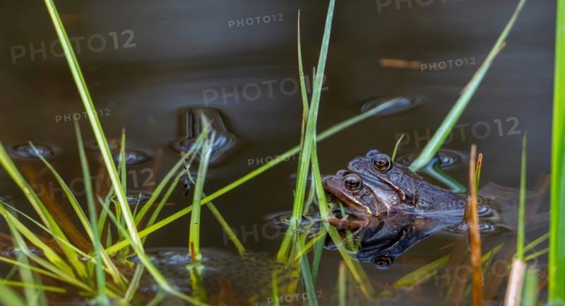 European common frog pair, brown frogs, grass frog (Rana temporaria) male and female in amplexus in pond during spawning, breeding season in spring