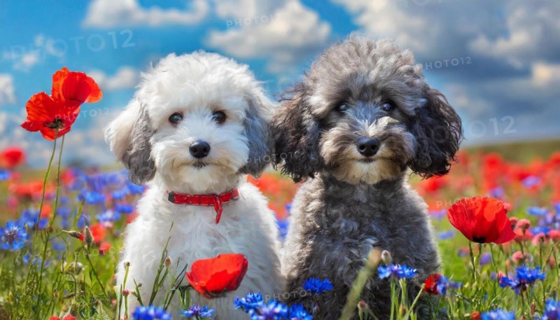 AI generated, animals, mammals, dog, domestic dogs (Canis lupus familiaris), two animals, white, black-silver