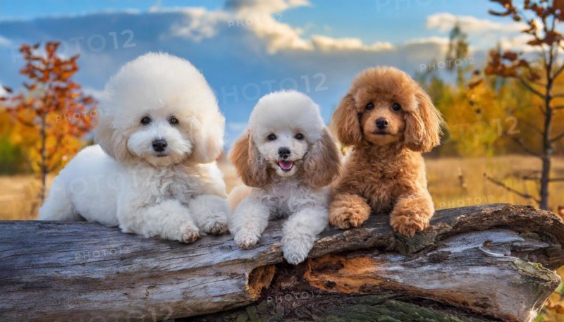 AI generated, animals, mammals, dog, domestic dogs (Canis lupus familiaris), three animals, puppies