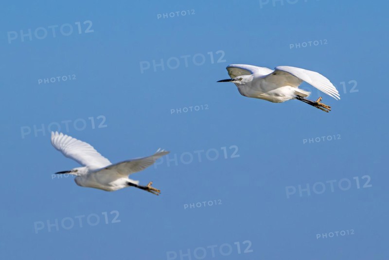 Two little egrets (Egretta garzetta) in flight against blue sky along the North Sea coast in late winter