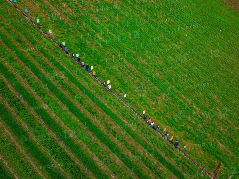 Aerial view of a snake of people stretching across rows of green vineyards, Jesus Grace Chruch, Weitblickweg, Easter hike, Hohenhaslach, Germany, Europe