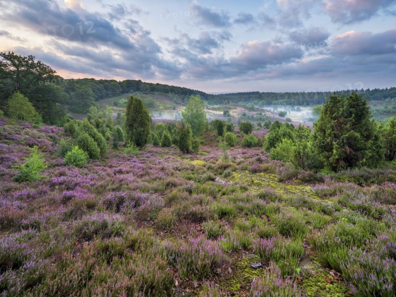 Typical heath landscape in the Totengrund near Wilsede with juniper, flowering heather and morning mist at dawn, Lueneburg Heath, Lower Saxony, Germany, Europe
