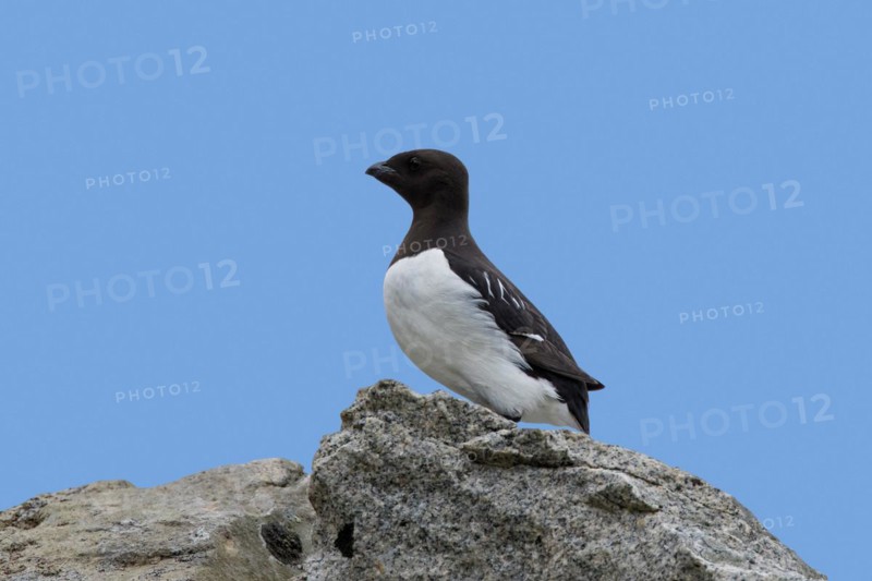 Little auk, dovekie (Alle alle) perched on rock along the Arctic Ocean, Svalbard, Spitsbergen, Norway, Europe