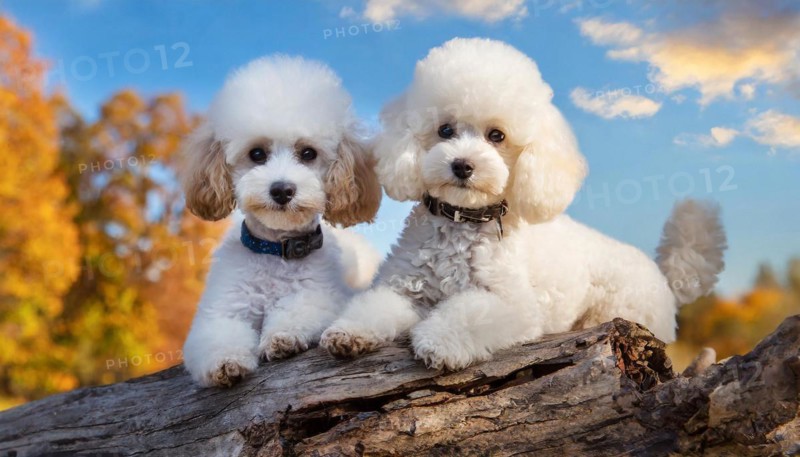 AI generated, animals, mammals, dog, domestic dogs (Canis lupus familiaris), two tuiere