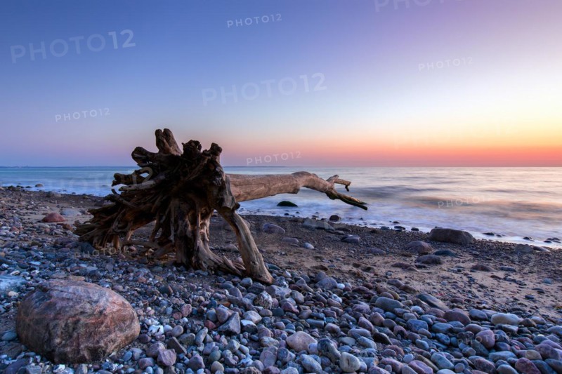 Dead tree on beach at Brodtener Ufer, Brodten Steilufer, cliff in the Bay of Luebeck along the Baltic Sea at sunrise, Schleswig-Holstein, Germany, Europe