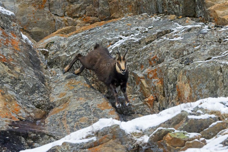 Alpine chamois (Rupicapra rupicapra) fleeing male in dark winter coat descending steep snowy rock face in the mountains of the European Alps