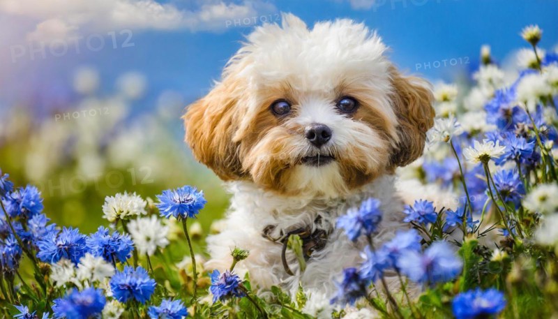 KI generated, animal, animals, mammal, mammals, Maltipoo (Canis lupus familiaris), dog, dogs, bitch, cross between poodle and Maltese, dwarf poodle, small poodle, flower meadow, puppy, cream, white, cornflowers