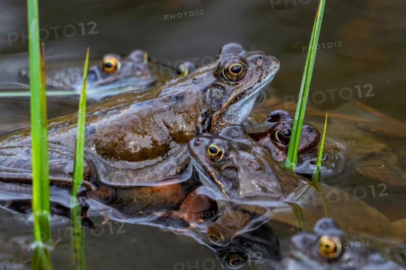 European common frogs, brown frogs, grass frog (Rana temporaria) group on eggs, frogspawn in pond during the spawning, breeding season in spring